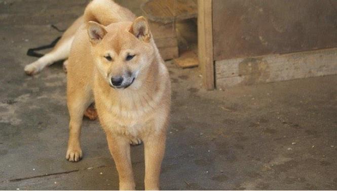 Shiba inu