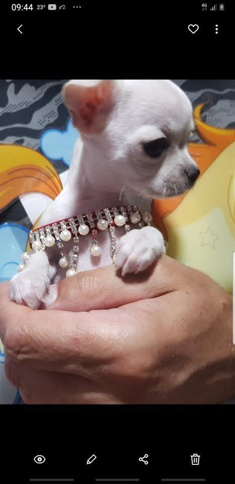 Princess-mini-civave--