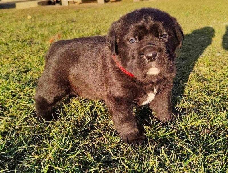 Cane-Corso-štenci