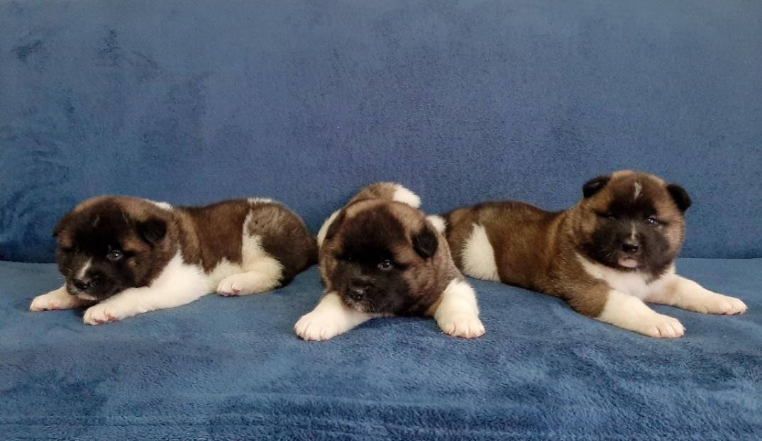 AMERIČKA-AKITA-ŠTENCI