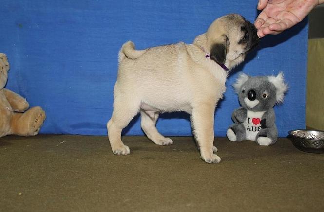 Mops