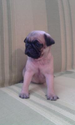 Mops-stenad