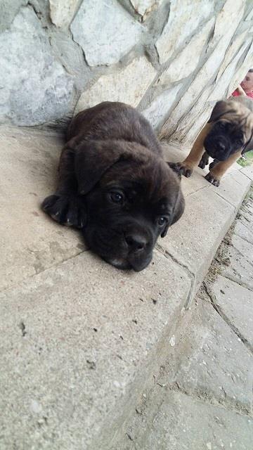 Cane-corso-štenci