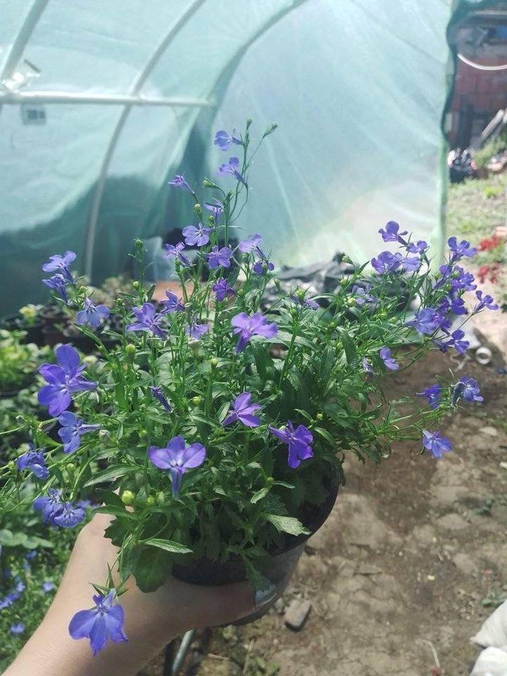 Rasadnik-cveća-DuDa-garden