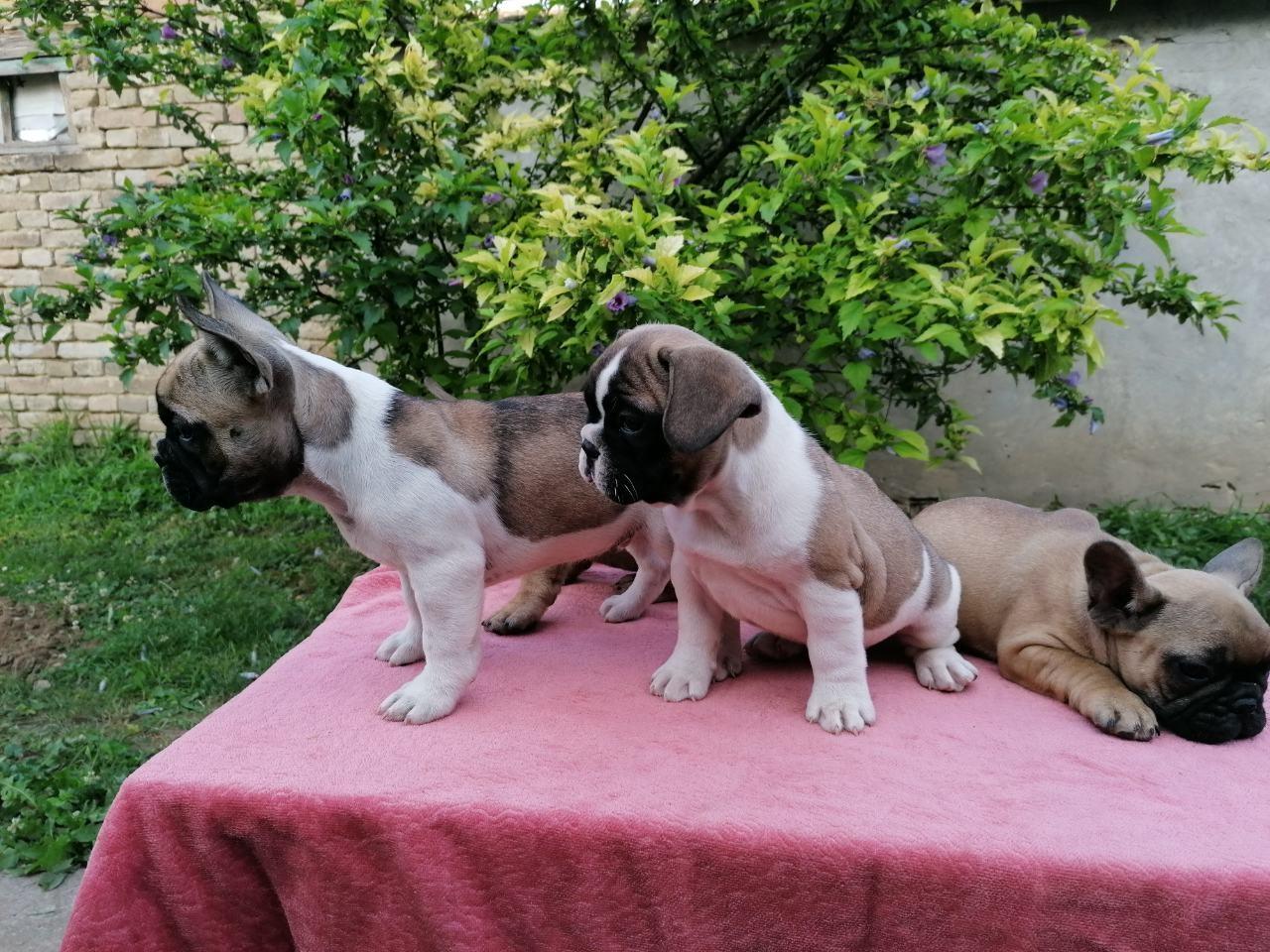 Francuski-buldog-štenci