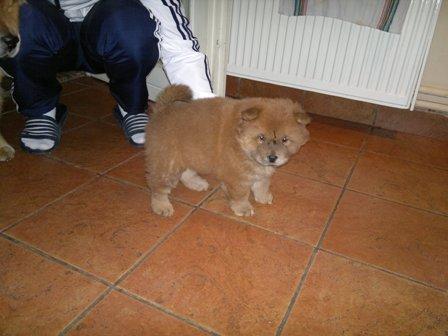 Chow chow