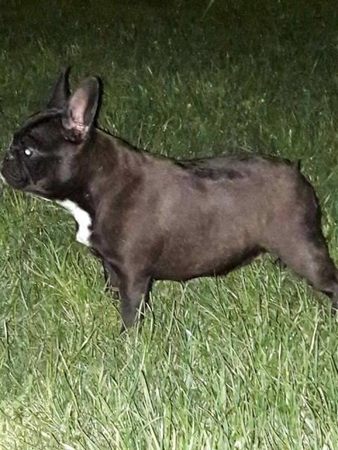Francuski-buldog--zenke