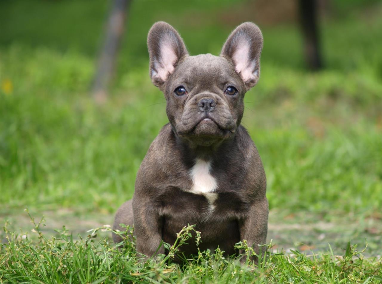 Francuski-buldog-štenci-