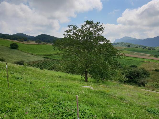 RADNICI ZA BRANJE MALINA