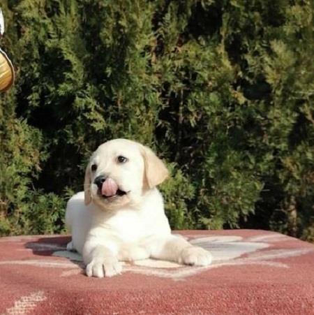 Štenci-labrador-retrivera