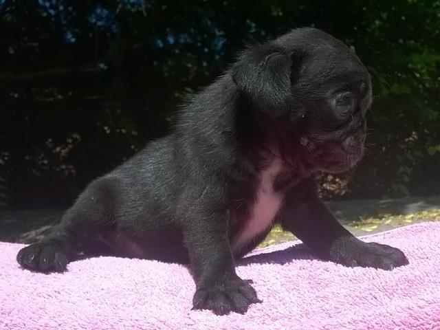 Mops, kvalitetna stenad