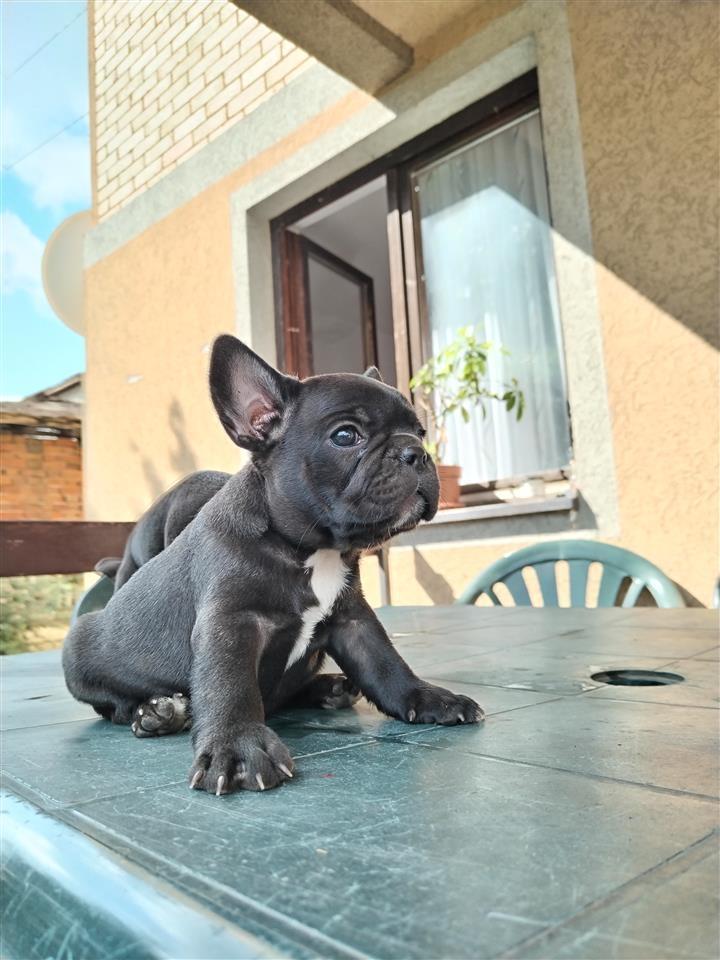 Francuski-buldog-