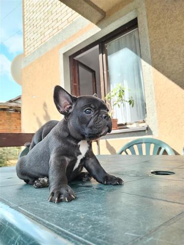 Francuski buldog 