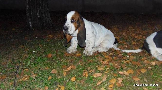Basset Hound - baset