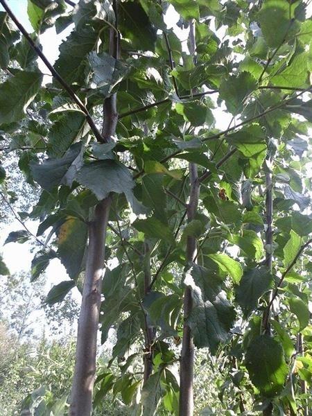 Vocne-sadnice