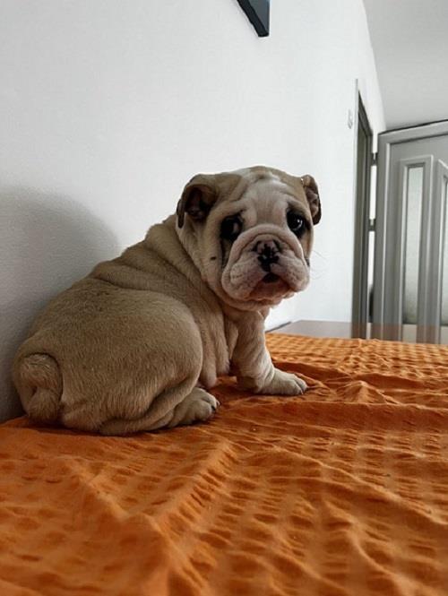 Engleski-buldog
