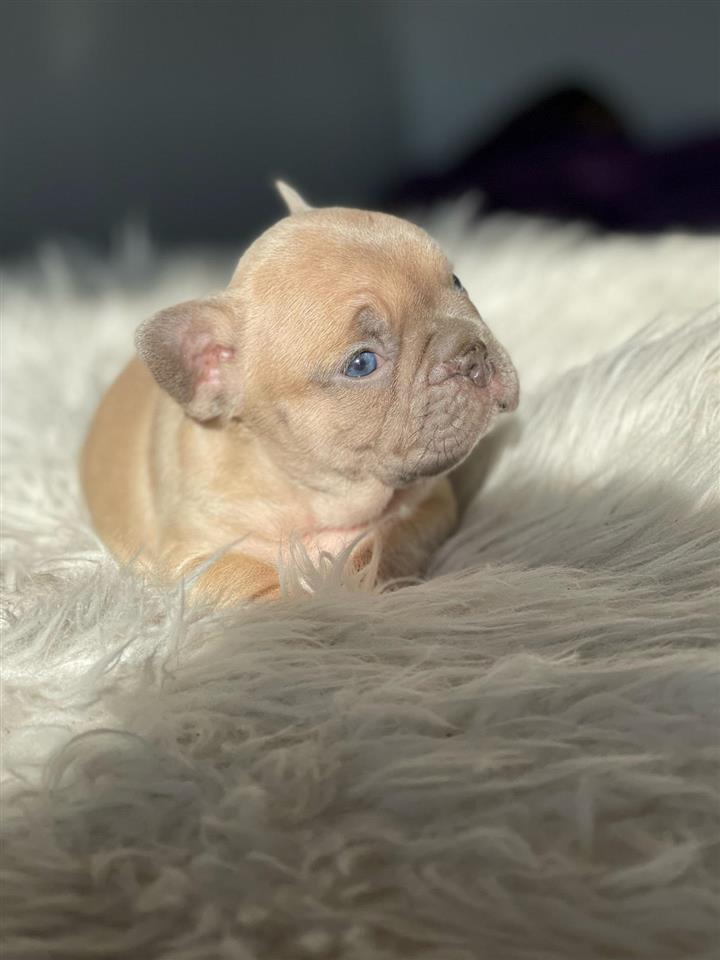 Francuski-Buldog