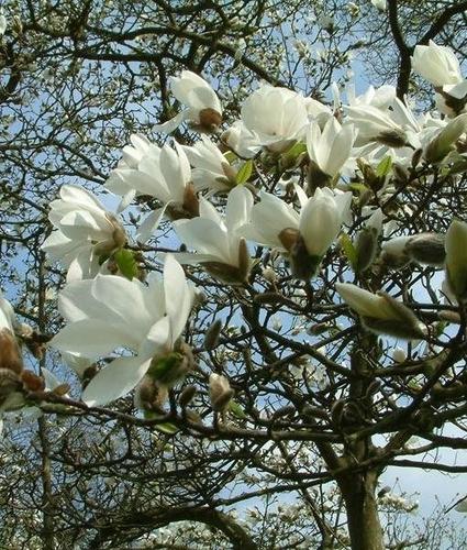 Sanice magnolije bele Cobus