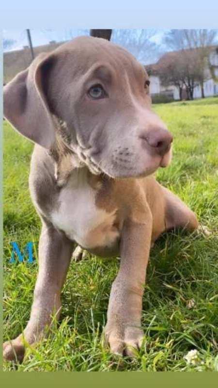 Pitbull-Lilac-štenci