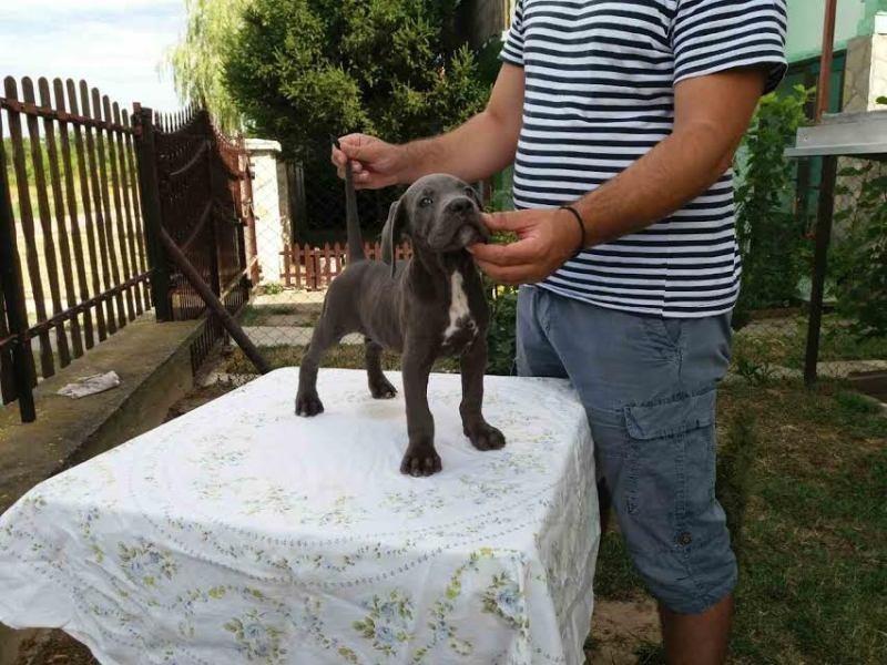 CANE-CORSO-