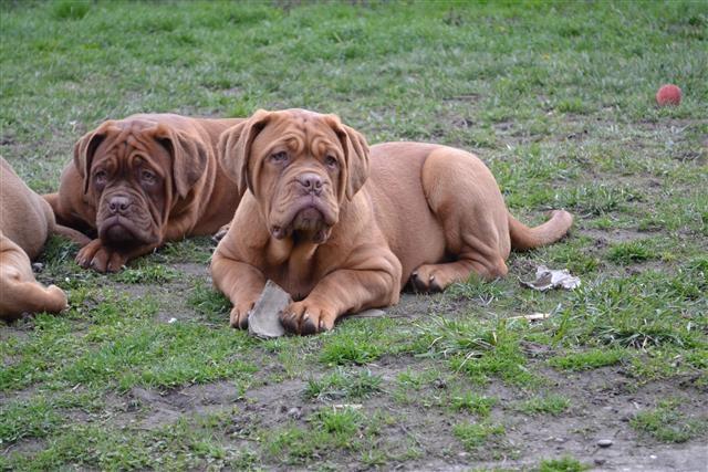 Bordoska doga
