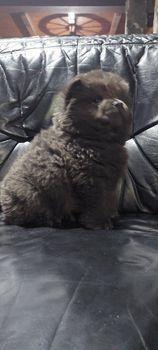 Chow-Chow