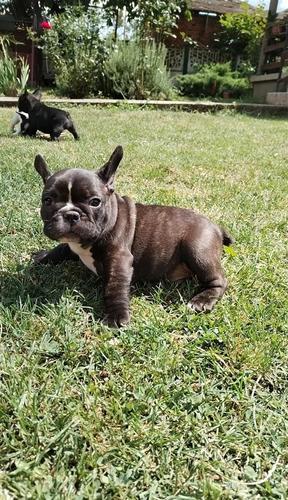 Francuski buldog 