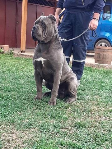 Cane-corso-štenci