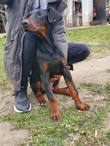 Doberman štenci