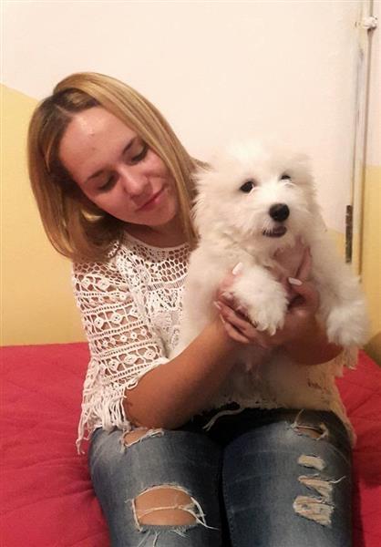 Coton-de-Tulear