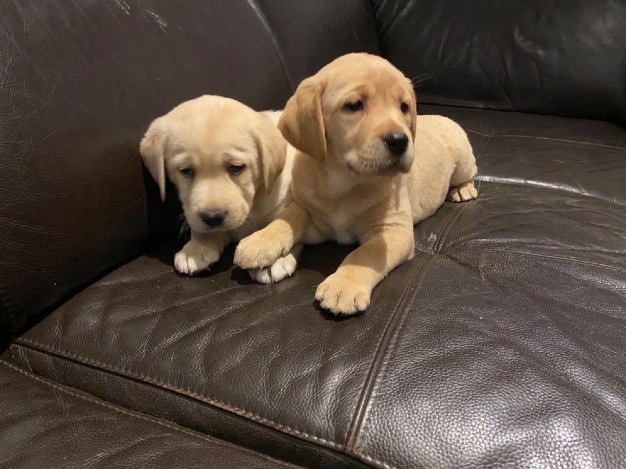 Štenad-labrador-retrivera