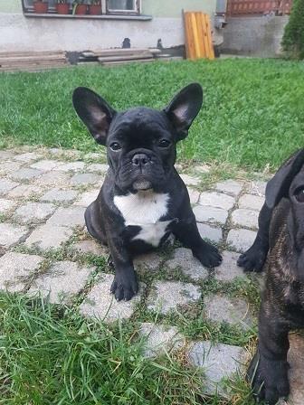 Francuski-buldog-stenci