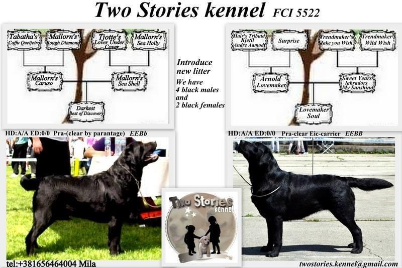 Labrador-retriver--stenci---