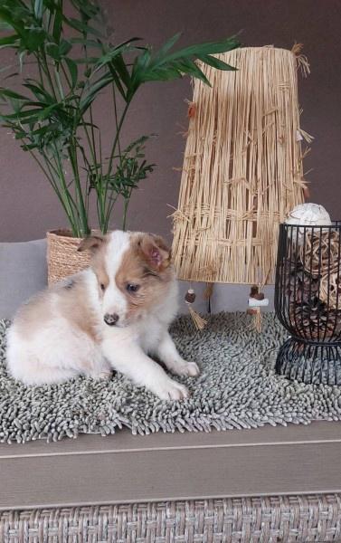 Border-koli-collie-štenci