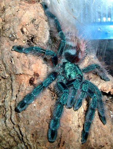 Tarantule
