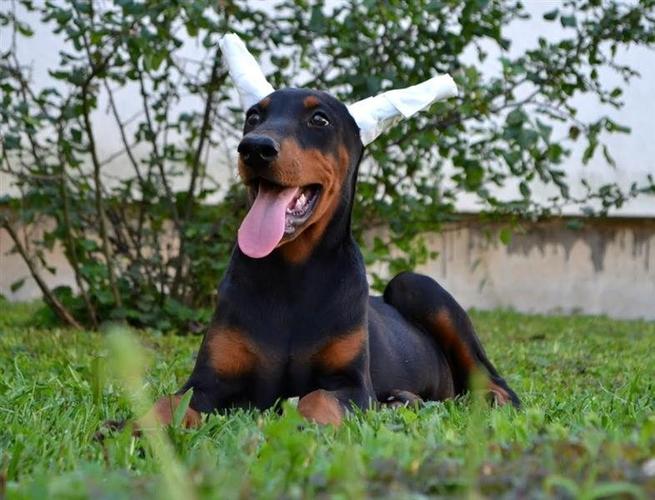 Doberman stenci