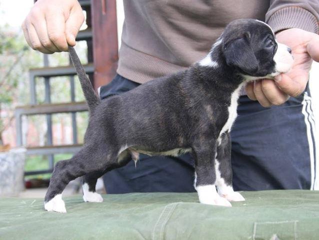 Nemacki-boxer---visokokvalitetna-tigrasta-stenad