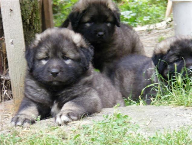 Sarplaninac Stenad - sampionsko poreklo