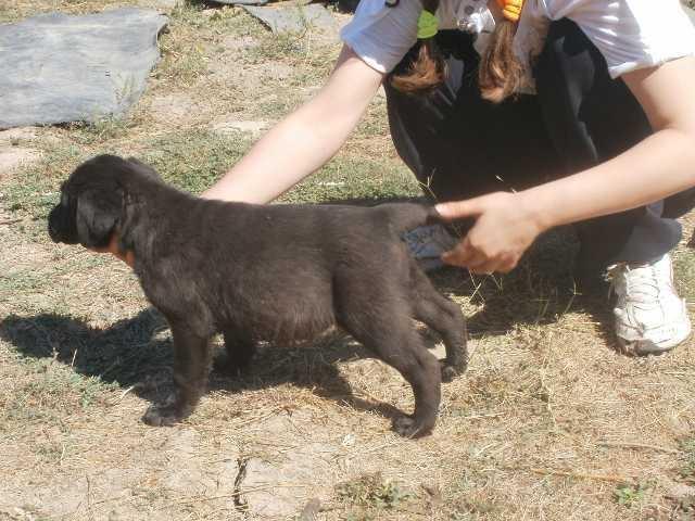 Labrador-retriver