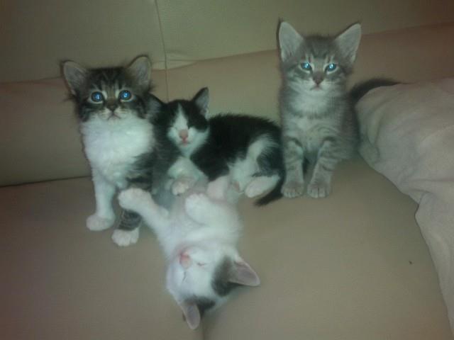 Poklanjam prelepe mace