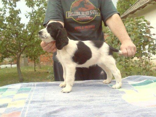 Engleski springer spanijel