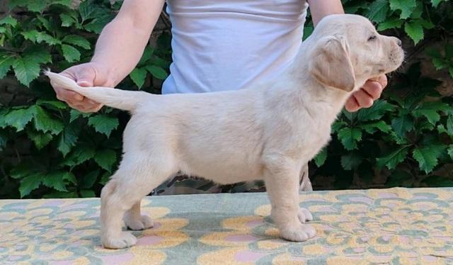 Štenci-LABRADOR-retrivera