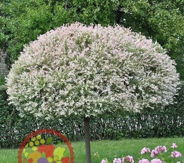 Ukrasna-vrba