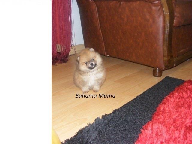 Pomeranski-špic---Boo-štenci