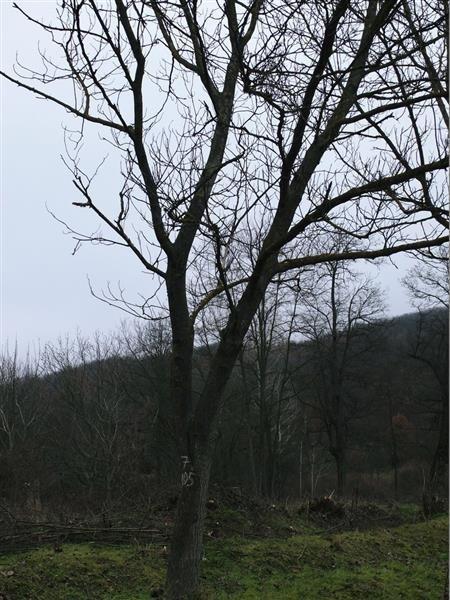 Orahova-stabla