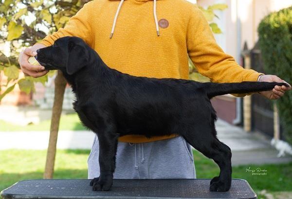 Labrador-Retriver-štenci