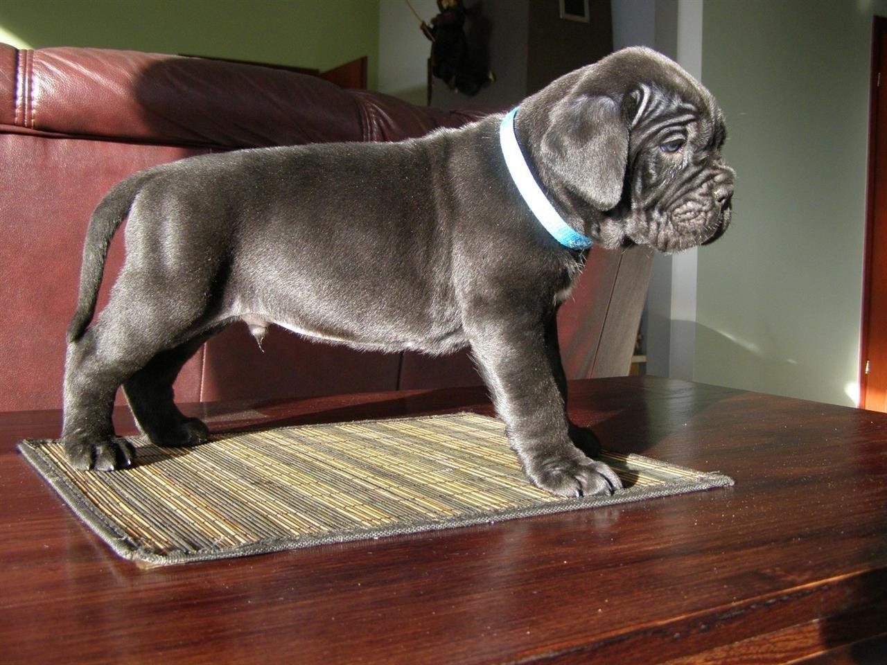 Prekrasne-štene-Cane-Corso