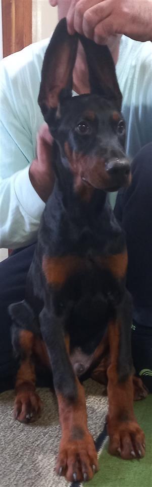 Štenci-Dobermana