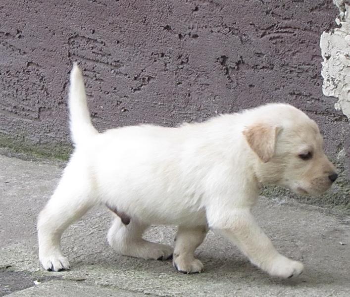Labrador-Retriver-stenad