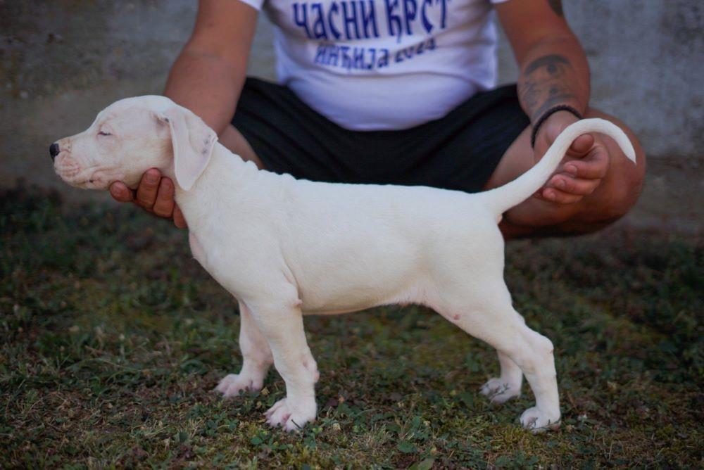 Dogo-Argentino-štenci